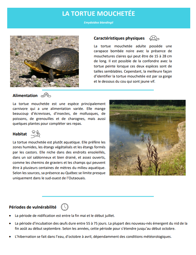 Fiche tortue mouchetée - ALUS