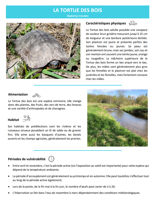 Guide tortue des bois UPA